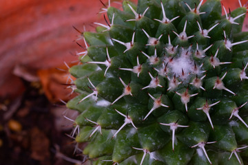 Close up small cactus in home garden
