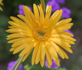 Closeup of a yellow daisy flower in an ornamental garden
