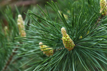 Small seeds going to be cones on pine trees in springtime