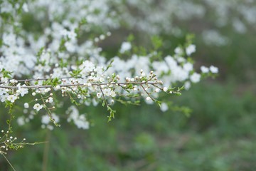 Plum blossom, white flowers on branches of tree, season of blooming garden, spring nature, sunny day, floral background