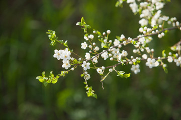 Obraz premium Plum blossom, white flowers on branches of tree, season of blooming garden, spring nature, sunny day, floral background