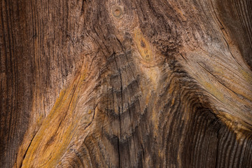 Beautiful old wood pattern. European beech (Fagus sylvatica).