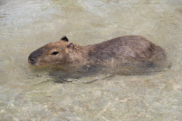 カピバラ　オニテンジクネズミ　 Hydrochoerus hydrochaeris
