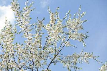 Plum blossom, white flowers on branches of tree, season of blooming garden, spring nature, sunny day, floral background