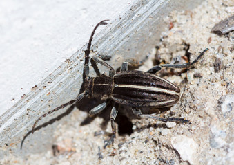 Beetle Dorcadion holosericeum near their burrows in their natural habitat