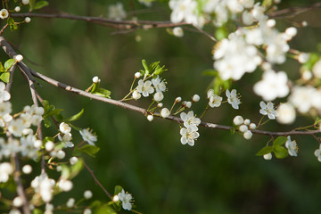 Plum blossom, white flowers on branches of tree, season of blooming garden, spring nature, sunny day, floral background