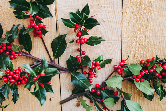 2 293 Best Houx Images Stock Photos Vectors Adobe Stock