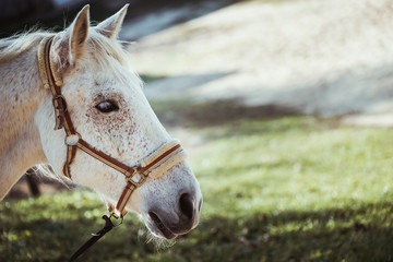 Portrait d'un cheval beige
