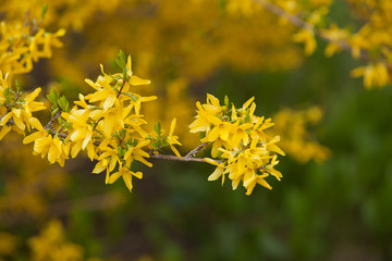 Forsythia flowers in front of with green grass and blue sky.  Blooming in spring garden bush forsythia. 