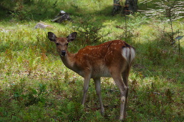 小鹿　ニホンジカ　deer