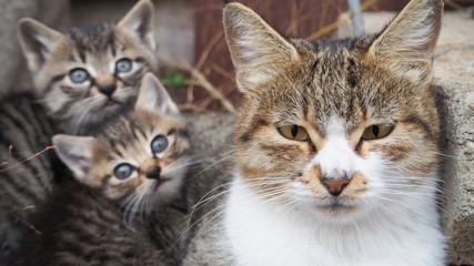 草むらにいた猫の親子