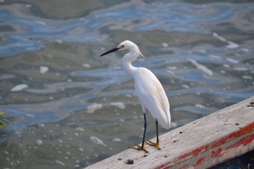 great blue heron