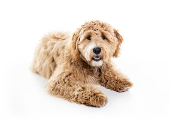 Golden Labradoodle dog isolated on white background