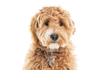 Golden Labradoodle dog isolated on white background
