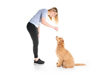 trainer woman with his Golden Labradoodle dog isolated on white background