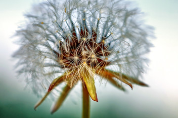 Bloomed dandelion in nature grows from green grass. Old dandelion closeup