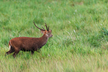 Barking deer in grass field