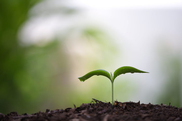 Young green sapling planting with water drop dew