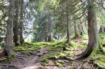 Forest near Lake Gosau in the Salzkammergut region in Austria