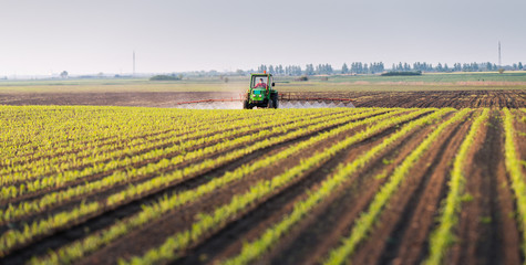 Tractor spraying pesticides at  corn field