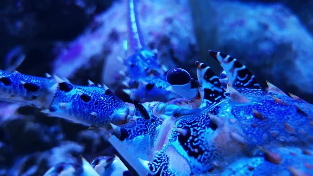 Ornate lobster spotted crustacean animal in tank