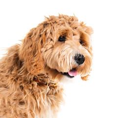 Golden Labradoodle dog isolated on white background