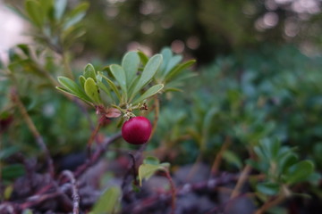 cherries on the tree