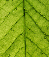 The texture of green leaves and the drops of water on them
