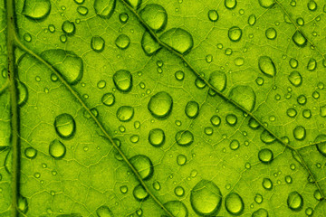 The texture of green leaves and the drops of water on them