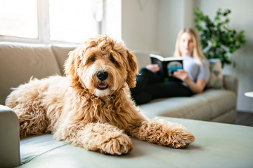woman with his Golden Labradoodle dog reading at home - obrazy, fototapety, plakaty