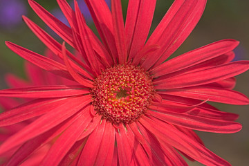 Closeup of a red daisy flower in an ornamental garden