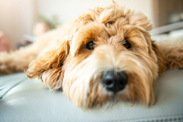 Golden Labradoodle dog at home on the sofa