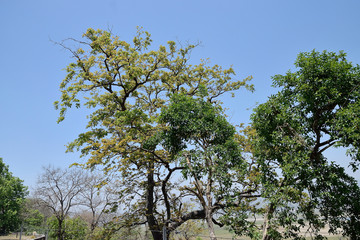 Corbett Tiger reserve forest in India