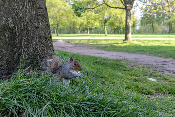 squirrel eating in the park