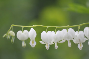 tränendes herz © Hubert
