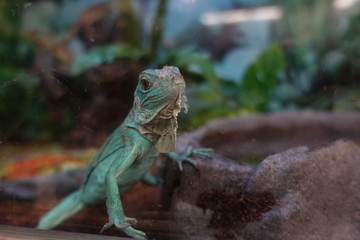 iguana on tree