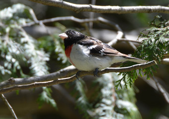 Rose Breasted Grosbeak