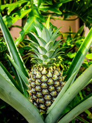 Pineapple is a tropical plant with an edible fruit