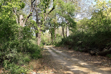 Corbett Tiger reserve forest in India