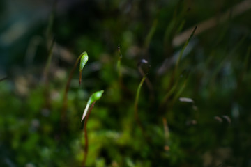 Forest moss close up. Concept of forest flora, microcosm. Place for text. Summer macro photo. Natural minimalism.