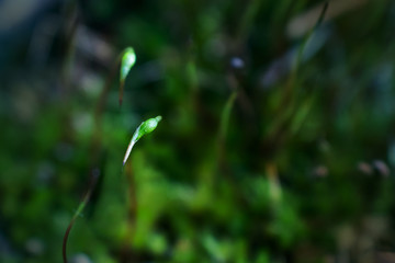 Forest moss close up. Concept of forest flora, microcosm. Place for text. Summer macro photo. Natural minimalism.