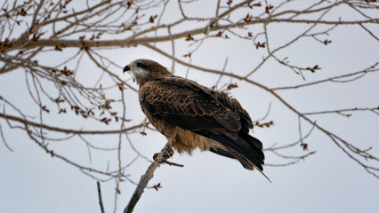 bird kite sitting on a tree