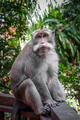 Naklejka na ściany i meble Monkey in the Monkey Forest, Ubud, Bali, Indonesia