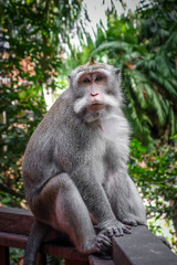 Monkey in the Monkey Forest, Ubud, Bali, Indonesia