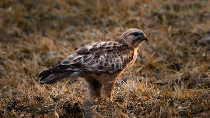 bird Falcon sitting on the ground