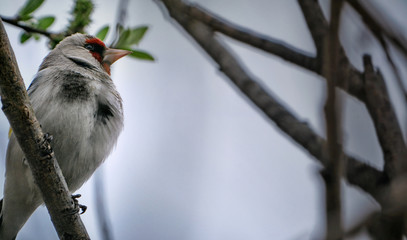 bird goldfinch gray, muzzle red