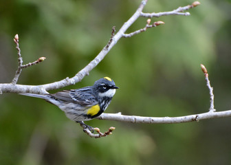 Yellow rumped warbler