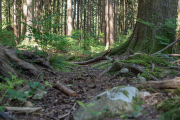 Fototapeta premium path in forest
