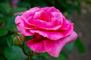 pink rose 