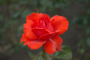 red rose 